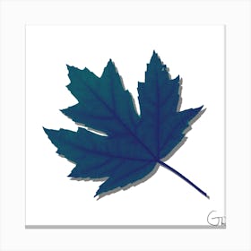 Maple Leaf Canvas Print