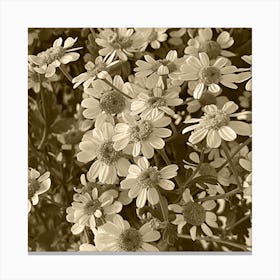 Sepia Daisy Canvas Print