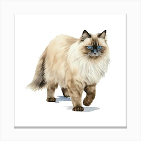 Siamese Cat 1 Canvas Print