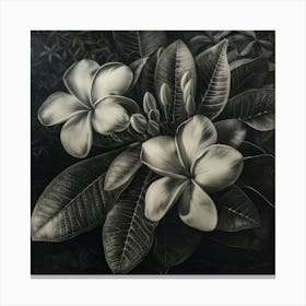 Frangipani 1 Canvas Print