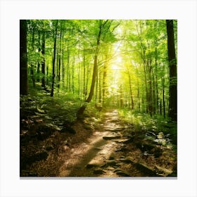 Firefly Sunlit Path Forest Background 56452 Toile