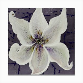 White lily Canvas Print