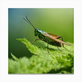 Grasshopper 54 Canvas Print