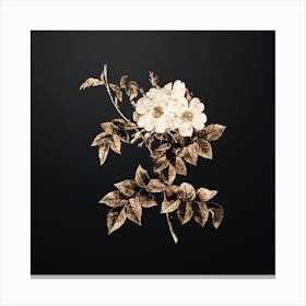 Gold Botanical White Rosebush on Wrought Iron Black n.4473 Canvas Print
