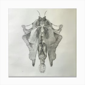 Moth Drawing Canvas Print