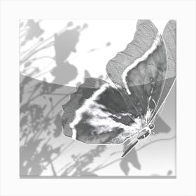 Butterfly Canvas Print