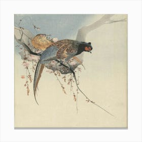 Pheasant In Cherry Blossom Canvas Print