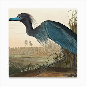 Blue Heron Canvas Print