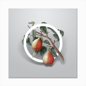 Vintage Wild European Pear Minimalist Botanical Geometric Circle on Soft Gray Canvas Print