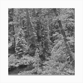 Untitled Photo, Possibly Related To Lewis And Clark National Forest, Meagher County, Montana, First Snow Canvas Print