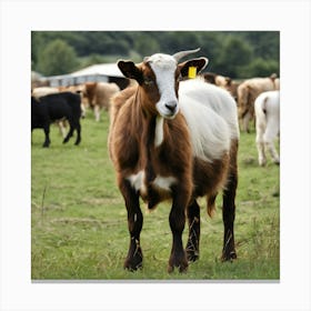 Goats In A Field 1 Canvas Print