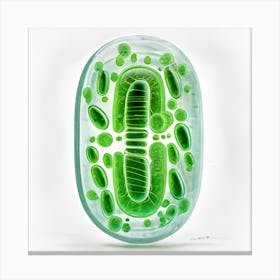 Mitochondria Cell Canvas Print