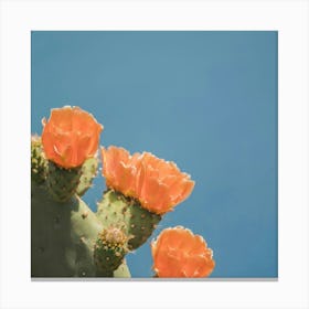 Cactus Flower Canvas Print