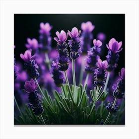 Lavender Flowers On Black Background Canvas Print