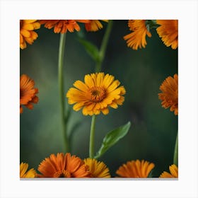 Orange Calendula Flowers Canvas Print