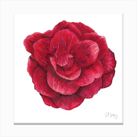 Red Flower 1 Canvas Print