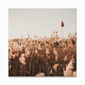 Dried Pampas Grass Square Canvas Print