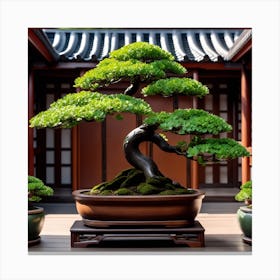 Bonsai Tree Canvas Print