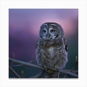 Barred Owl Canvas Print