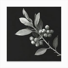 Black And White Berries Canvas Print