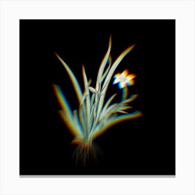 Prism Shift Fortnight Lily Botanical Illustration on Black n.0093 Canvas Print