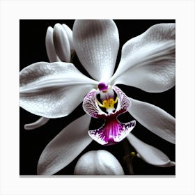 Orchid Flower, Black And White, Focal Point Of Color, Lighting Canvas Print