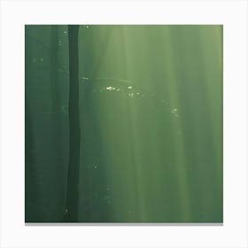 Rays Of Light In The Forest Canvas Print