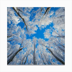 Frosty Forest 2 Canvas Print