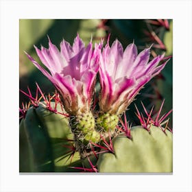 Cactus Flower 4 Canvas Print