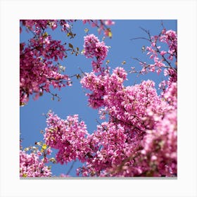 Pink cherry blossom and the blue sky Canvas Print