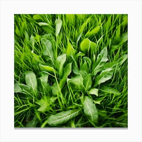 Green Grass In The Field Canvas Print