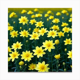 Yellow Flowers In A Field 4 Canvas Print