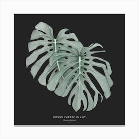 Swiss Cheese Plant Square Canvas Print