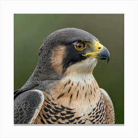 Peregrine Falcon Canvas Print