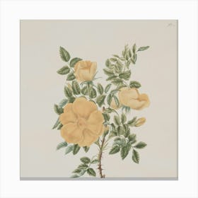 Yellow Roses Canvas Print