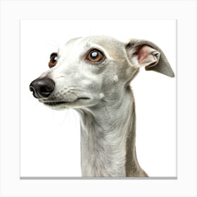 Italian Greyhound Dog Portrait Stampe su tela