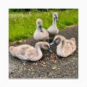 Cygnets Canvas Print