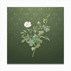 Vintage White Downy Rose Botanical on Lunar Green Pattern n.2398 Canvas Print