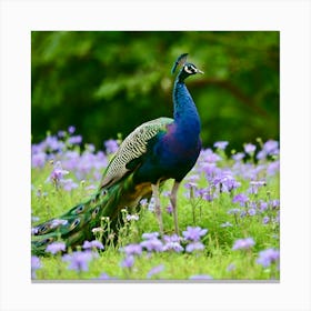 Peacock Canvas Print