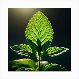 Mint Leaf In The Sun Canvas Print