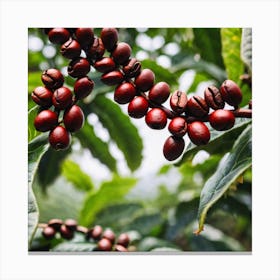 Coffee Beans On The Tree 4 Canvas Print