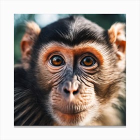 Close Up Of A Monkey 5 Canvas Print