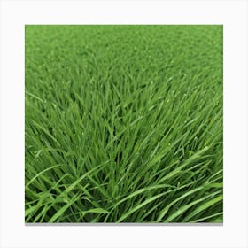 Green Grass 17 Canvas Print