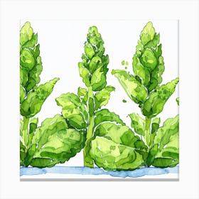 Swiss Chard Canvas Print