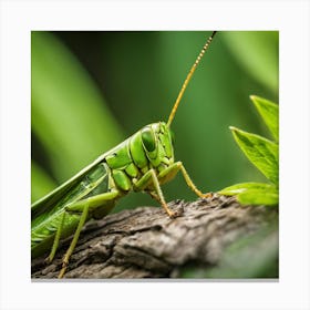 Grasshopper 49 Canvas Print