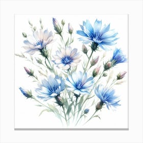 Flowers of Chicory 2 Canvas Print