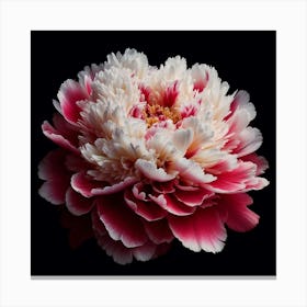 Pink White Peony on Black Background Canvas Print