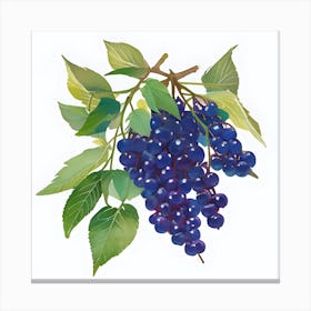 Blackcurrant Canvas Print