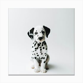 Dalmatian dog 1 Canvas Print