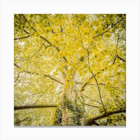 Yellow Autumn Tree 2 Canvas Print